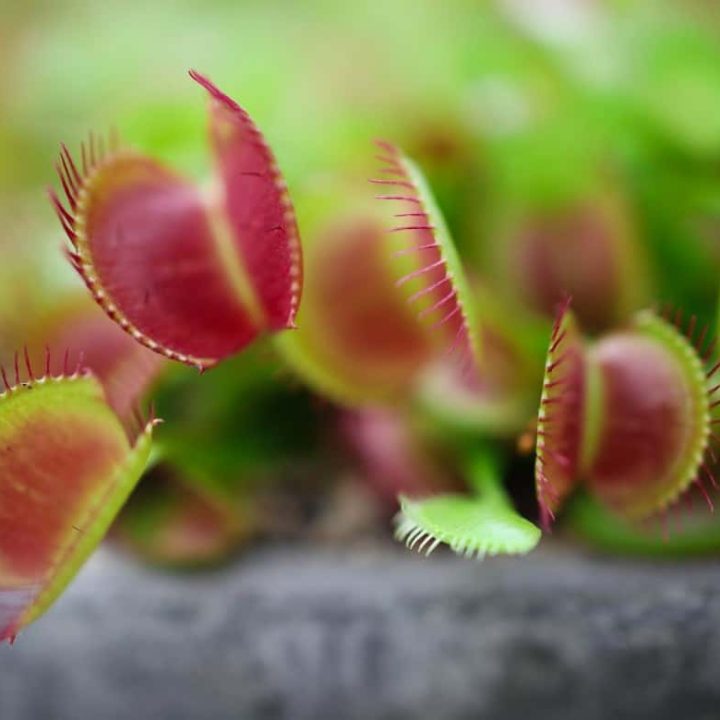 Venus Flytrap Dormancy Everything You Need To Know Homes Pursuit