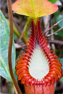 <a title="Alastair Robinson at en.wikipedia / CC BY (https://creativecommons.org/licenses/by/3.0)" href="https://commons.wikimedia.org/wiki/File:Nepenthes_edwardsiana_ASR_052007_tambu.jpg"><img decoding=