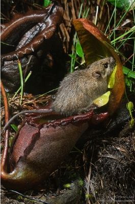 <a title="Ch'ien Lee / CC BY (https://creativecommons.org/licenses/by/2.5)" href="https://commons.wikimedia.org/wiki/File:Rattus_baluensis_visiting_Nepenthes_rajah.png"><img decoding=