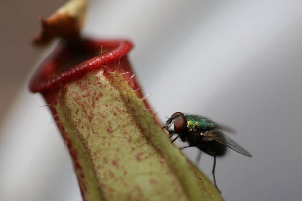 Nepenthes pitcher trap with Fly