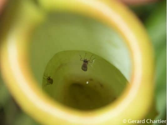 Inside pitcher plant