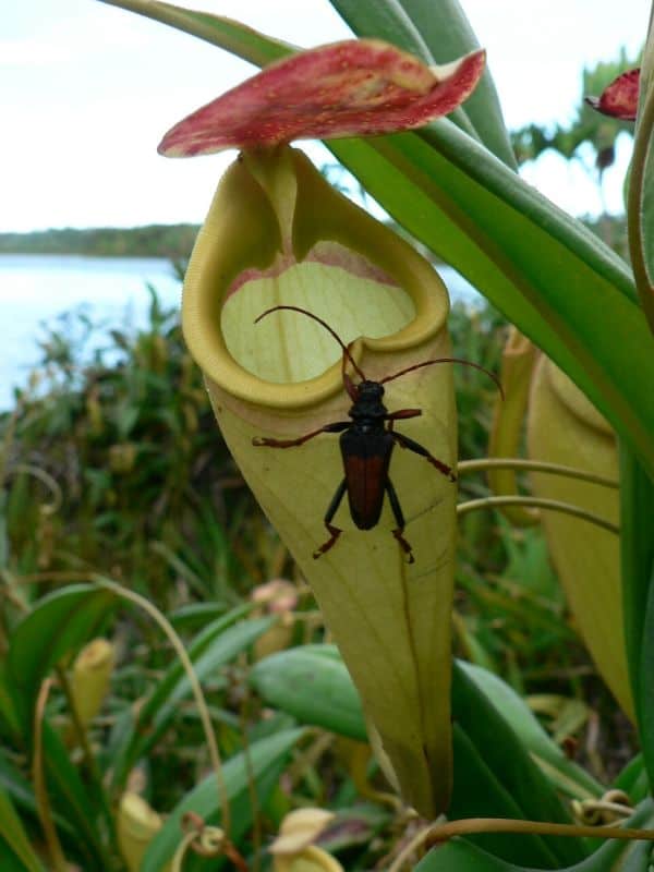 Nepenthes pitcher plant 