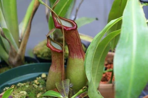 Nepenthes alata