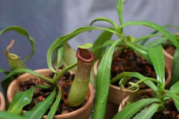 Nepenthes ventricosa