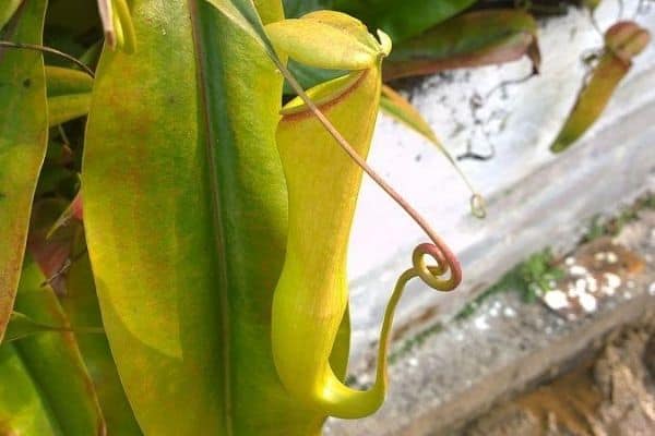 Nepenthes khasiana