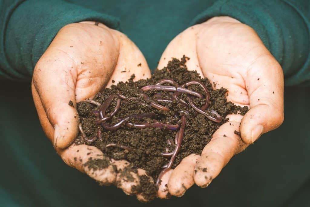 hand full of earthworms