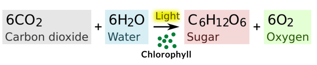 photosynthesis formula