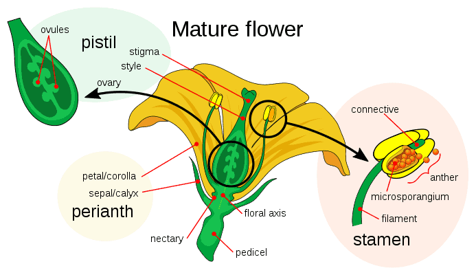 What Is Emasculation In Plants Homes Pursuit What Is Emasculation In Plants Homes Pursuit