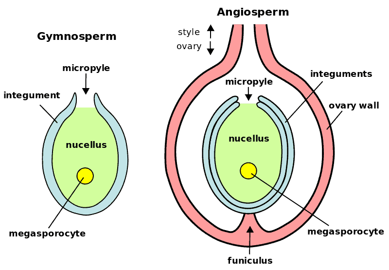 what-are-the-6-types-of-ovule-in-plants-homes-pursuit