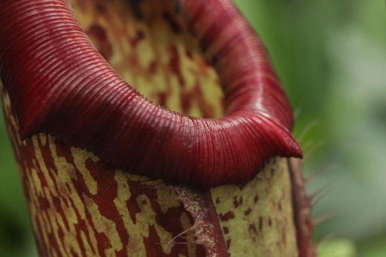 How Does The Pitcher Plant Trap Insects? Homes Pursuit