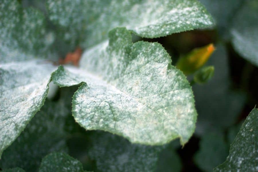 White spots on leaves