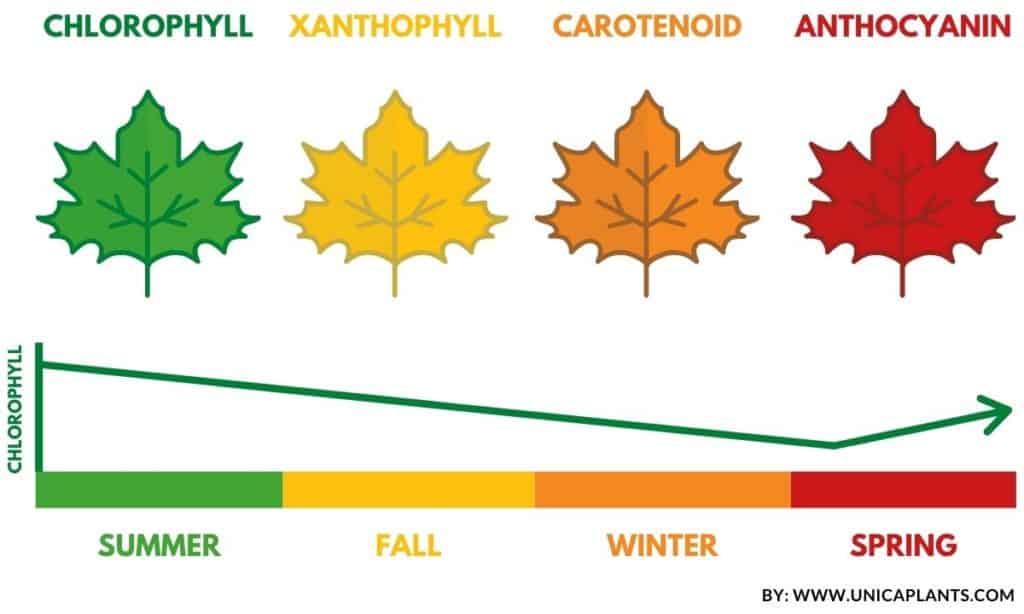 How Do Non Green Plants Make Food Fully Explained Homes Pursuit