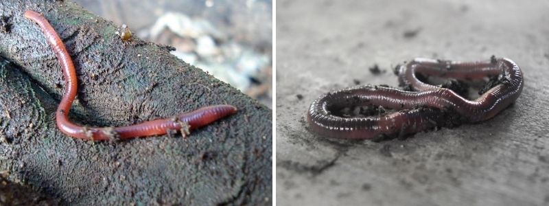 Red wigglers & regular earthworm