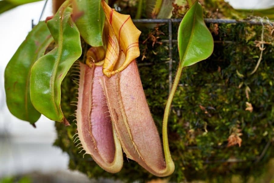 Nepenthes veitchii