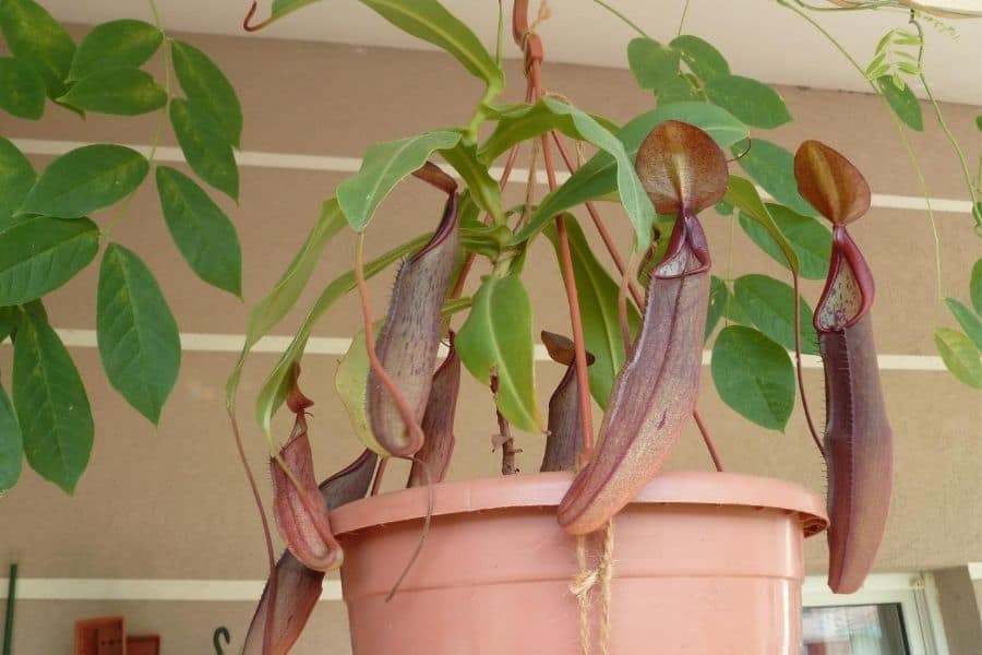 Nepenthes sanguinea