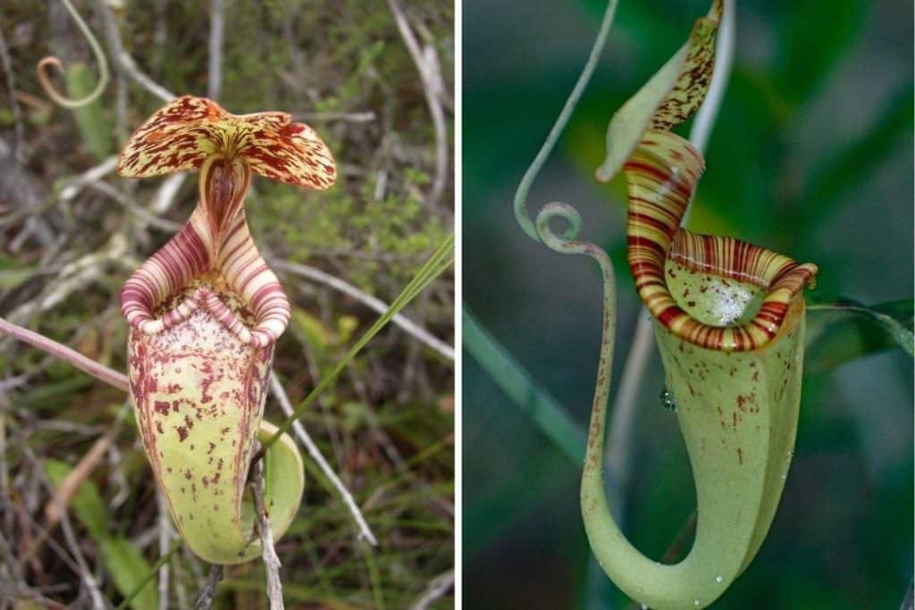 Nepenthes rafflesiana