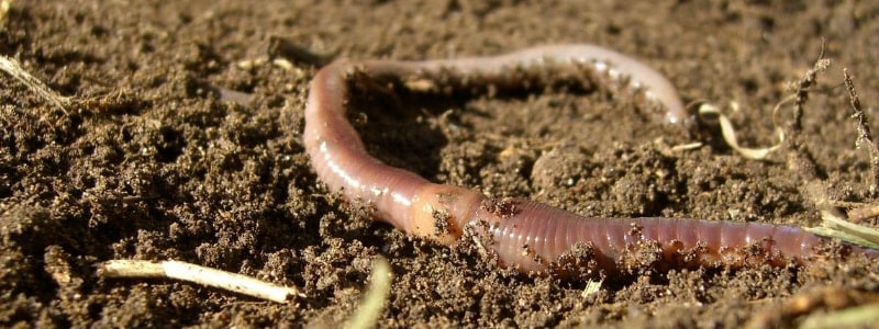 Earthworm