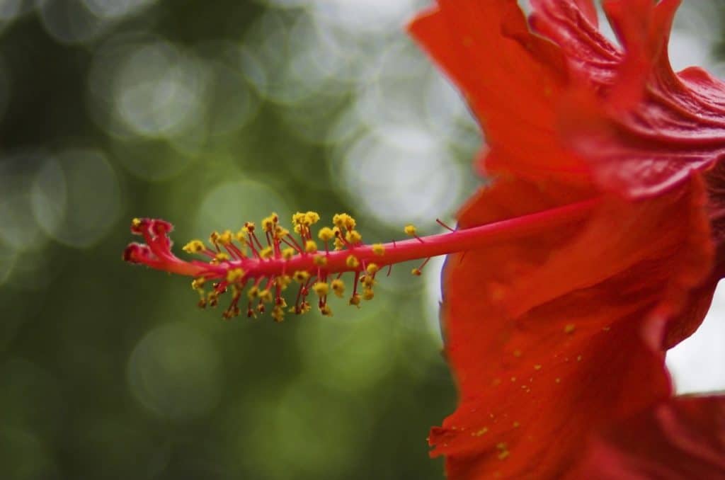 What Is Emasculation In Plants Homes Pursuit What Is Emasculation In Plants Homes Pursuit