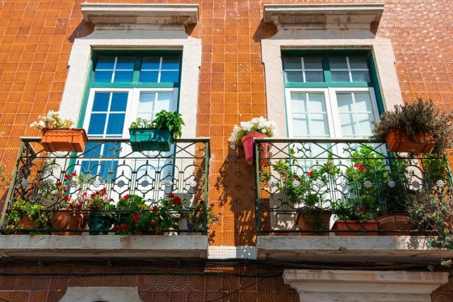 Balcony plants