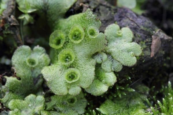 Marchantia polymorpha