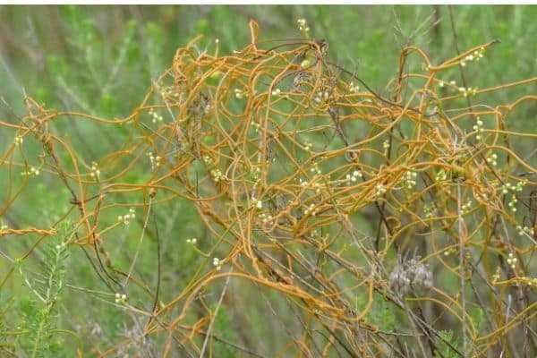 Cuscuta (Dodder)