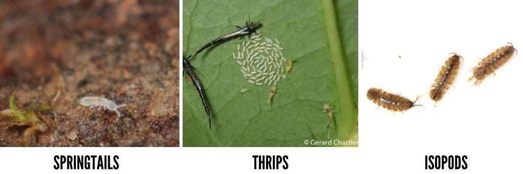 Springtails, thrips or isopods 