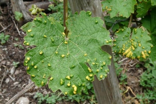 Plant with insect or mite galls