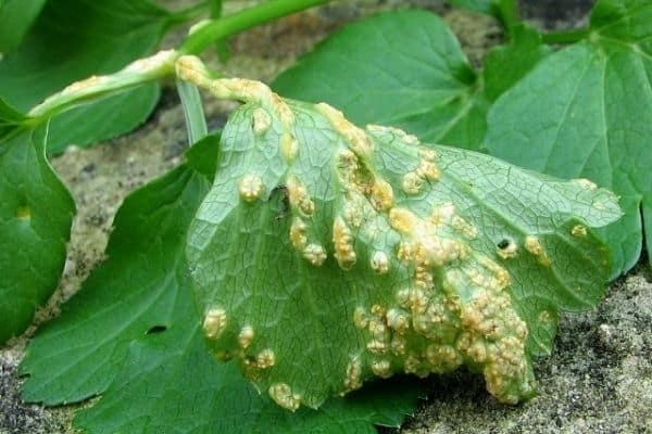 Plant leaf with  fungus