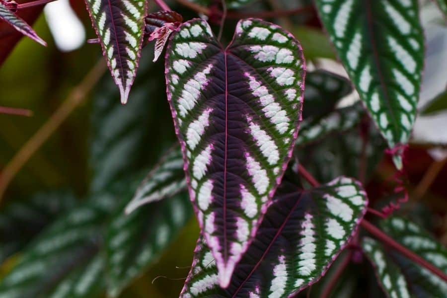 Cissus Discolor