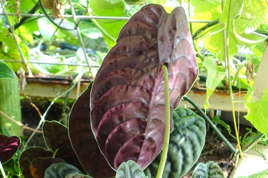 Alocasia cuprea leaf