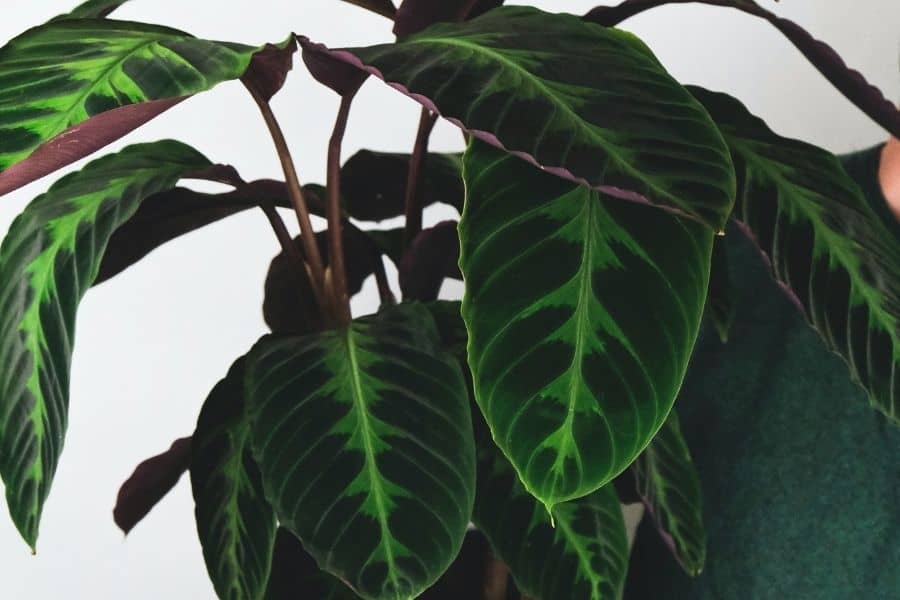 Calathea warscewiczii leaf