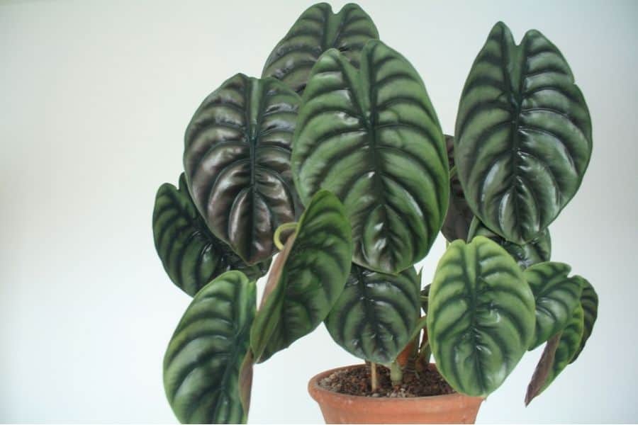 Alocasia cuprea plant