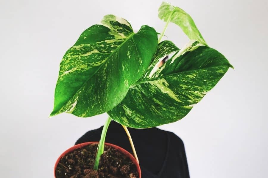 Variegated Monstera deliciosa plant