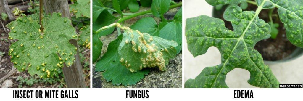 Insect or mite galls, fungus or edema 