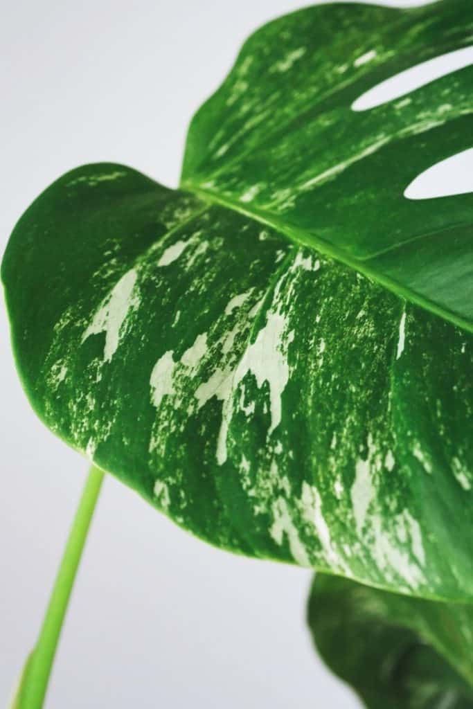 Variegated Monstera deliciosa leaf