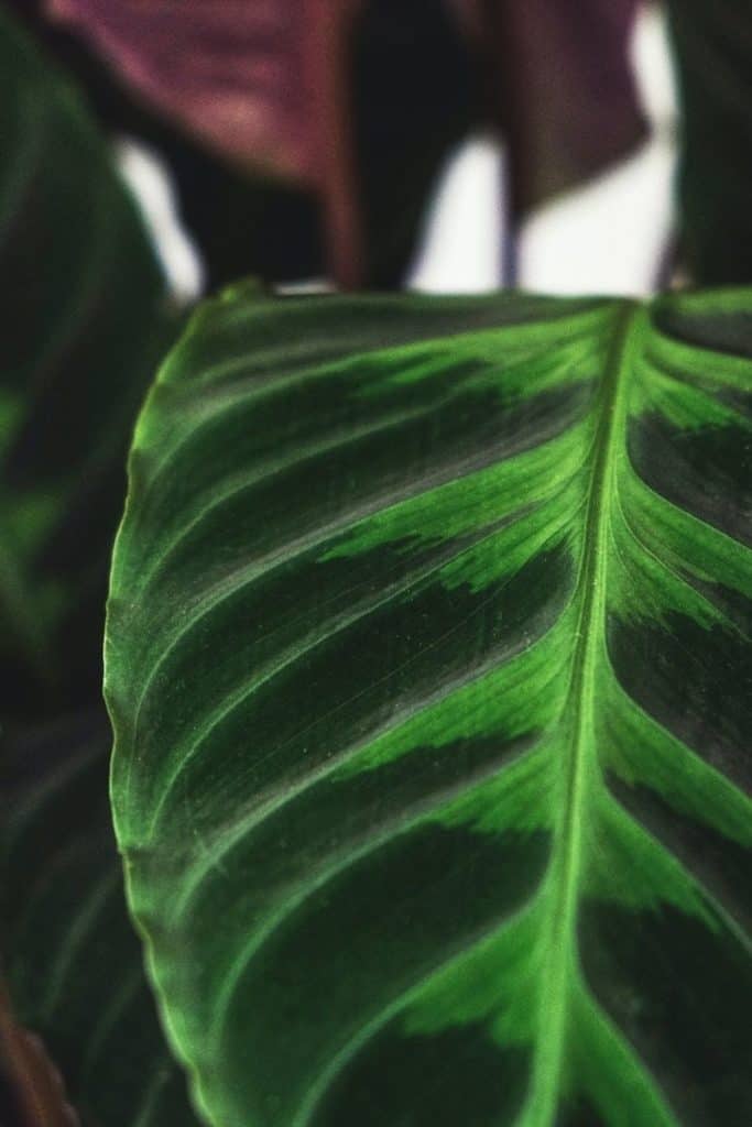 Calathea warscewiczii leaf closup