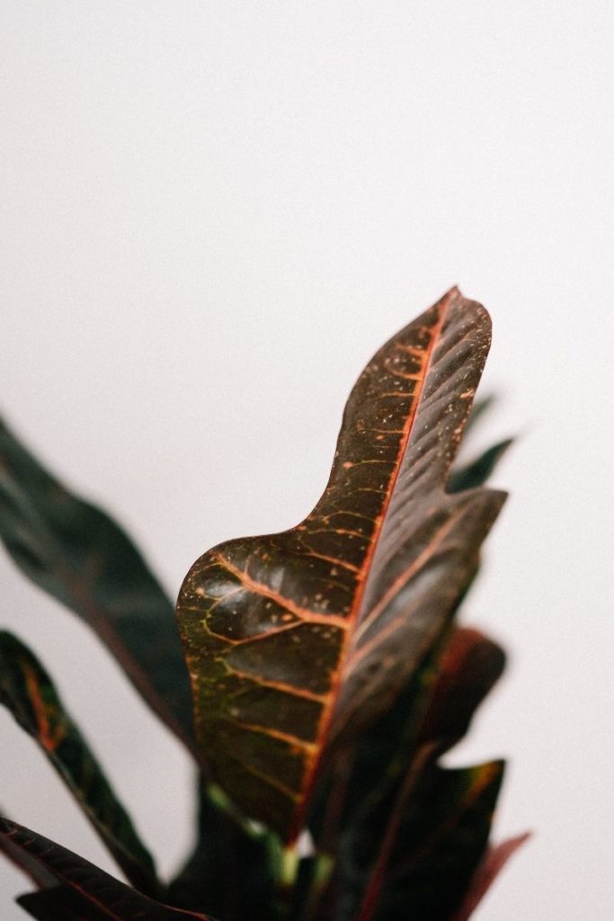 Codiaeum variegatum 'Oakleaf' leaf