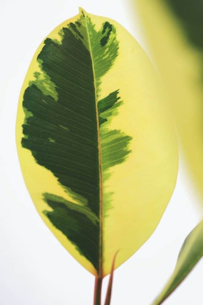 Ficus elastica 'Tineke' leaf