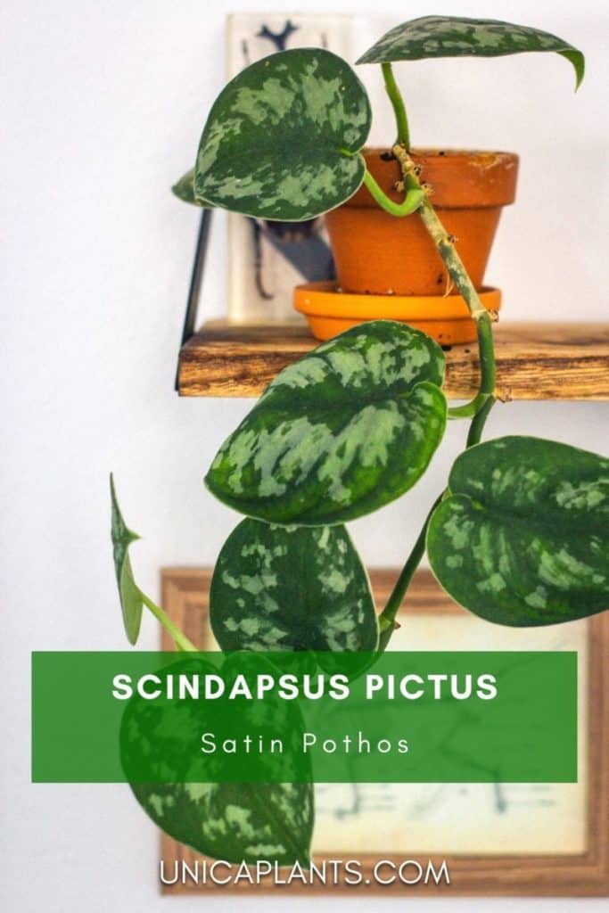 Scindapsus pictus on shelf