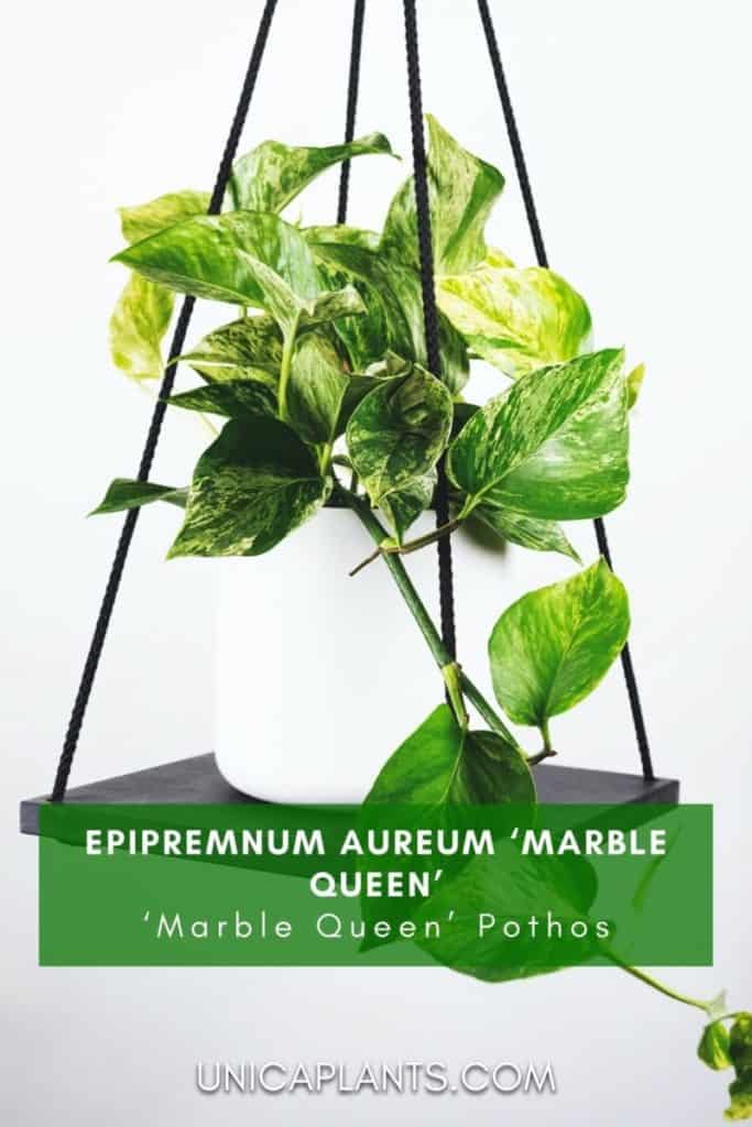 Epipremnum aureum ‘Marble Queen’ hanging