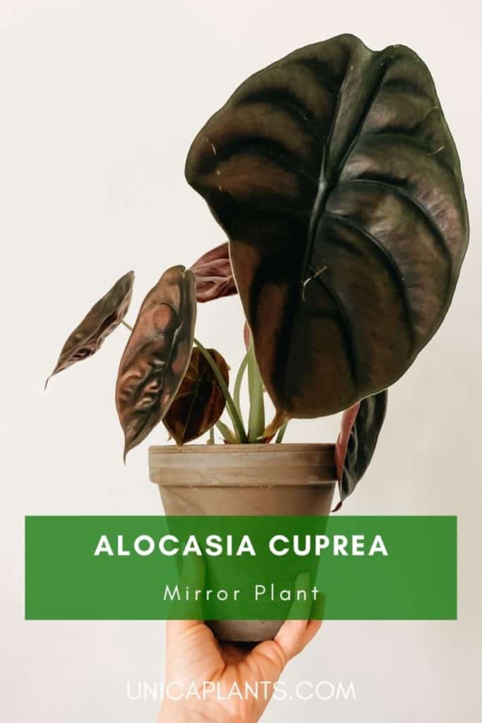 Alocasia cuprea pinterest