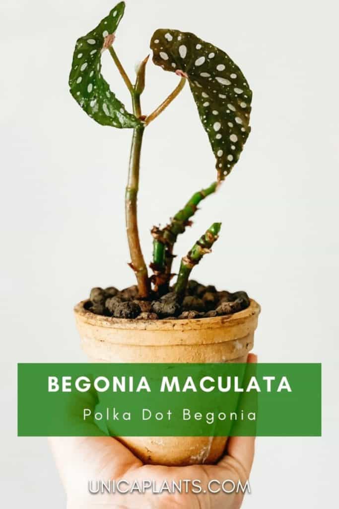 Begonia maculata plant with pot