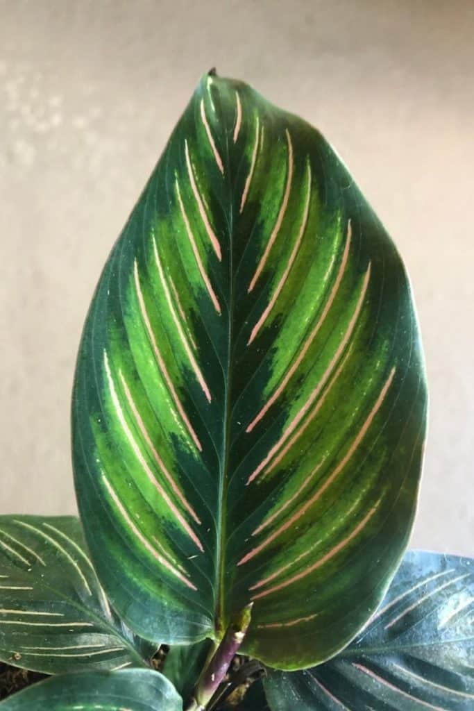 Calathea ornata 'Beauty Star' leaf