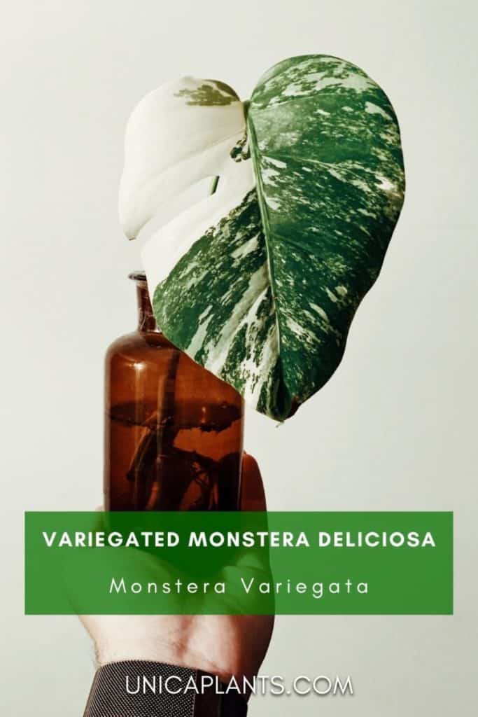 Variegated Monstera deliciosa leaf