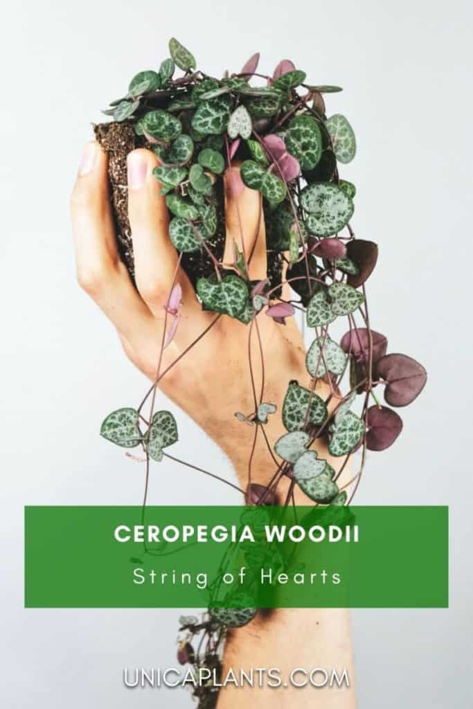 Ceropegia woodii in hand