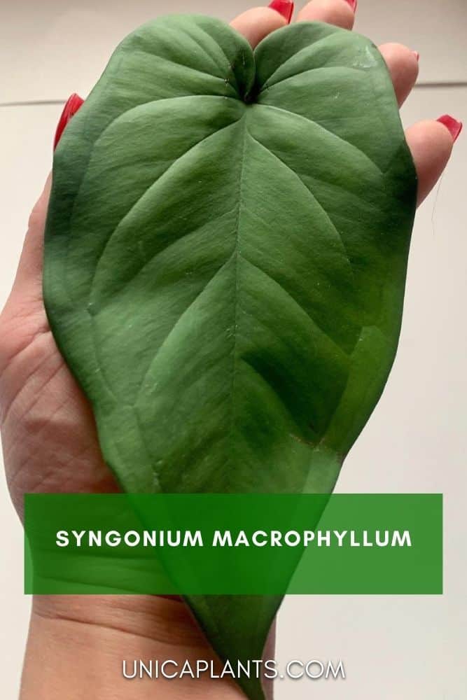 Syngonium Macrophyllum pinterest