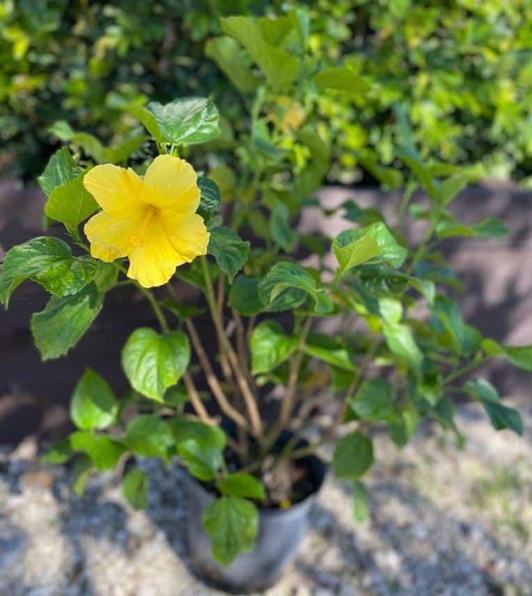 Yellow Hibiscus Hibiscus Rosa sinensis 10” inch pot