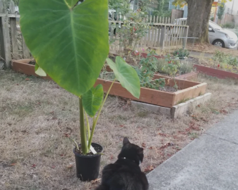 are taro plants poisonous to cats and dogs