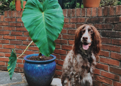 are elephant ears safe for dogs