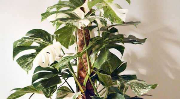 How to Revive a Dying Monstera Plant - Growth & Care 2022 - Homes Pursuit